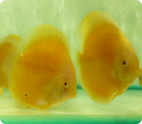 Albino Intense Gold Discus Fish - 2.5 inch